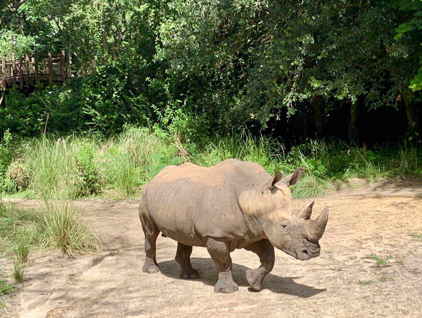 , Was the Reopening of Disney’s Animal Kingdom a Roaring Success?