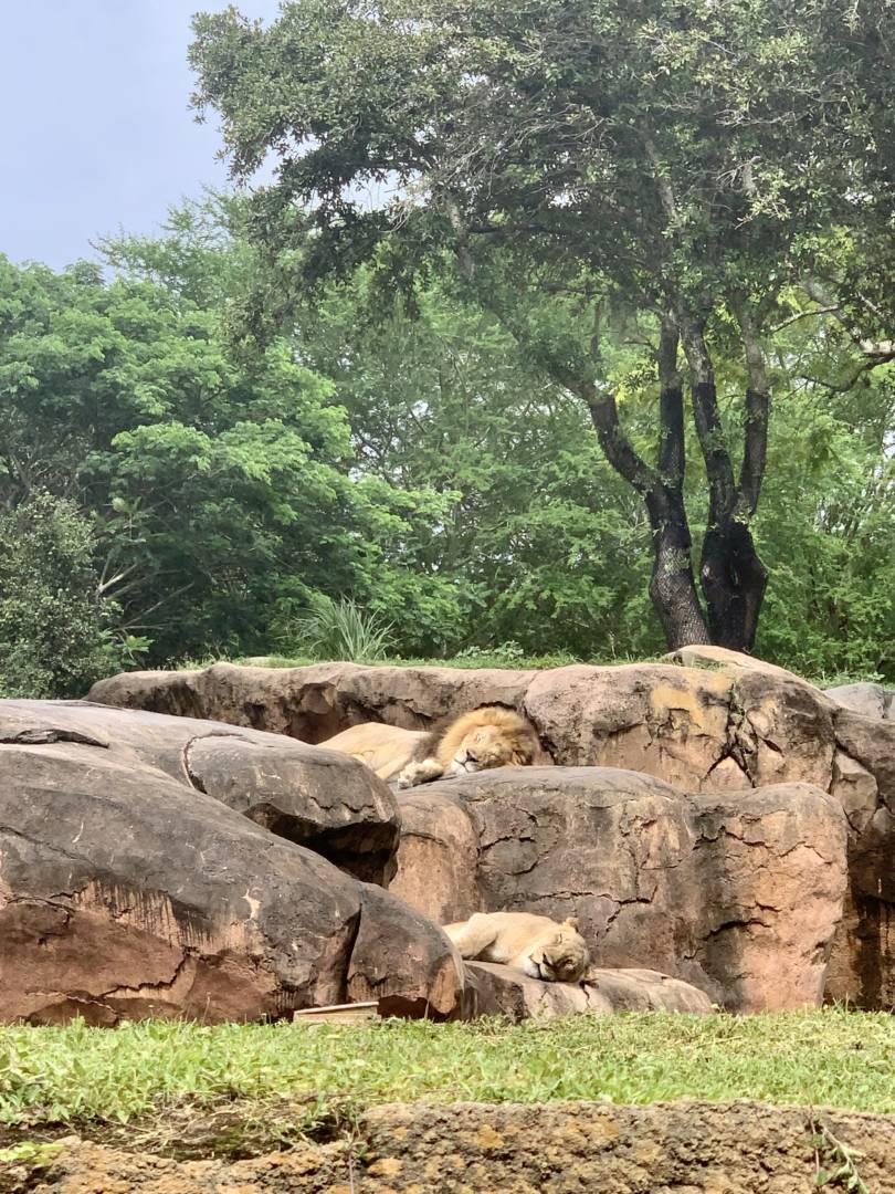 , Was the Reopening of Disney’s Animal Kingdom a Roaring Success?