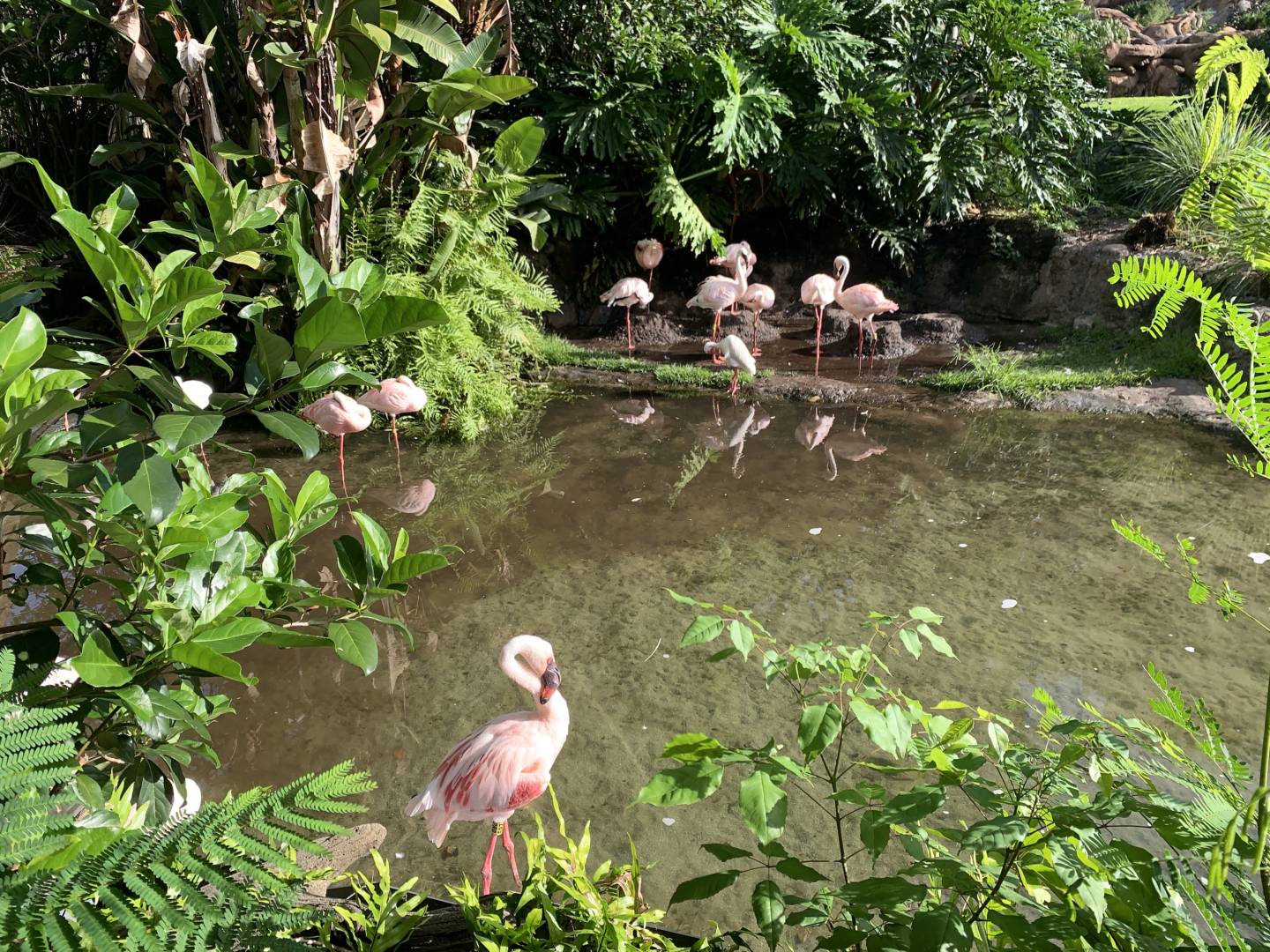 , Was the Reopening of Disney’s Animal Kingdom a Roaring Success?