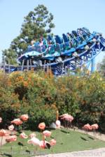 SeaWorld Manta Ray Coaster Flamingo