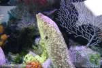 SeaWorld Moray Eel