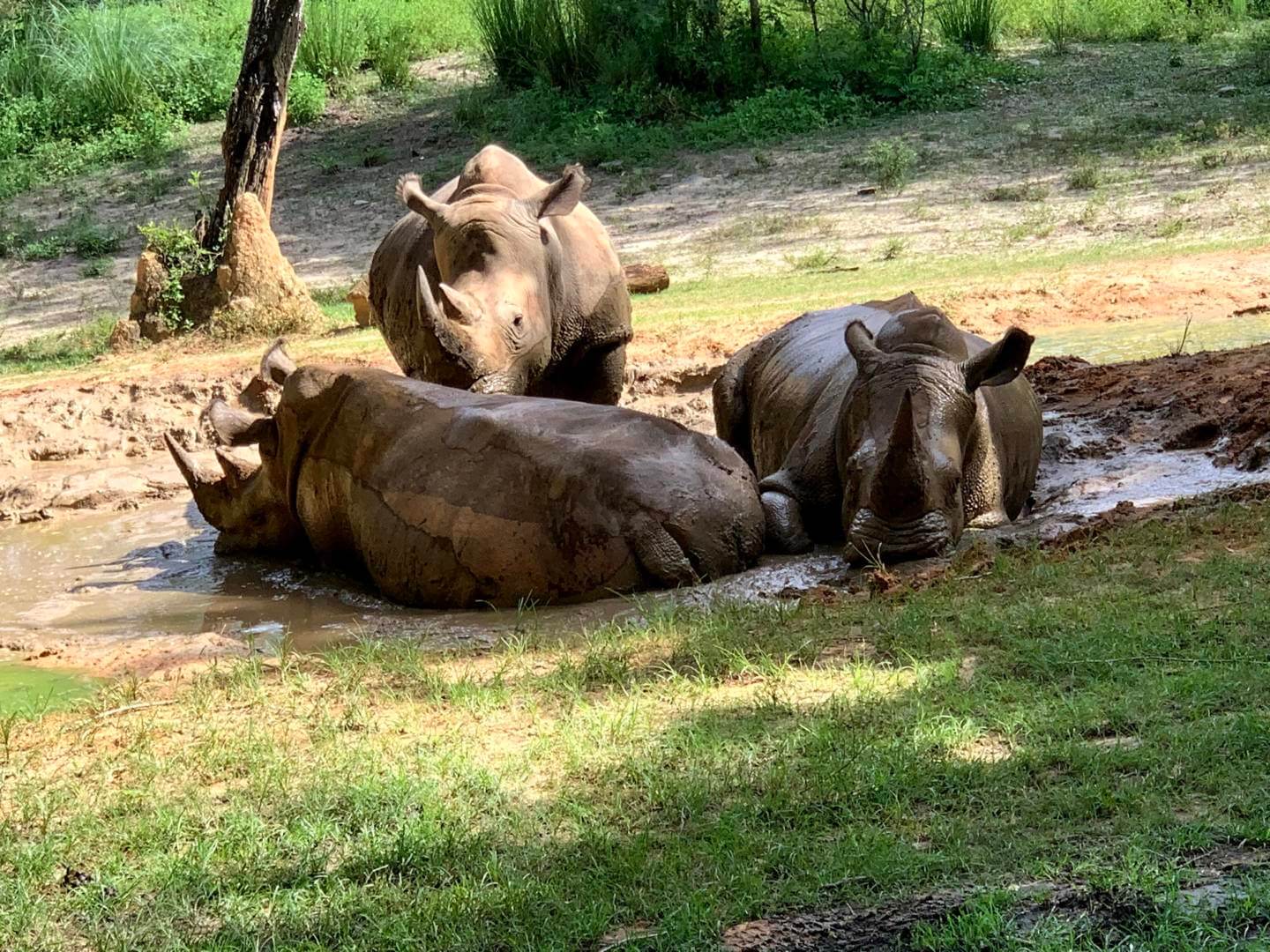 , Exploring Disney&#8217;s Animal Kingdom Kilimanjaro Safaris