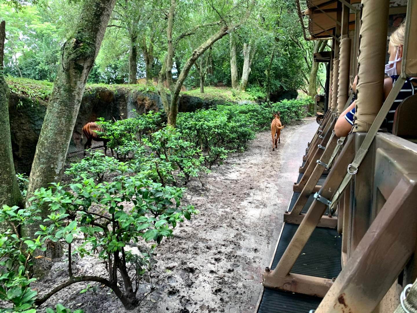 , Exploring Disney&#8217;s Animal Kingdom Kilimanjaro Safaris