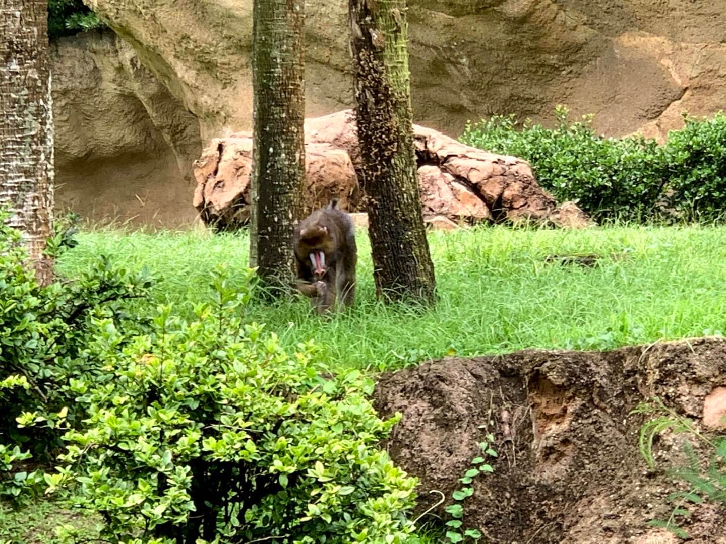 , Exploring Disney’s Animal Kingdom Kilimanjaro Safaris