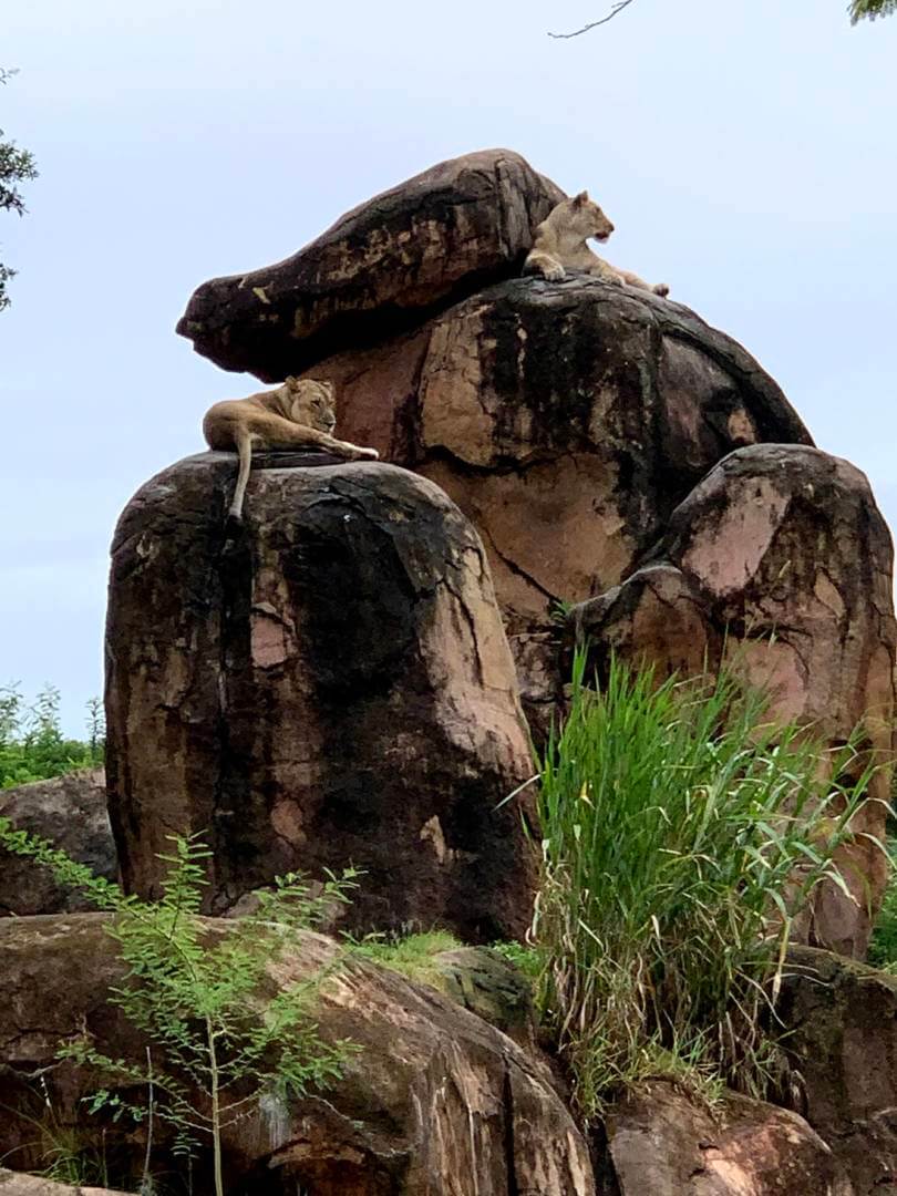 , Exploring Disney’s Animal Kingdom Kilimanjaro Safaris