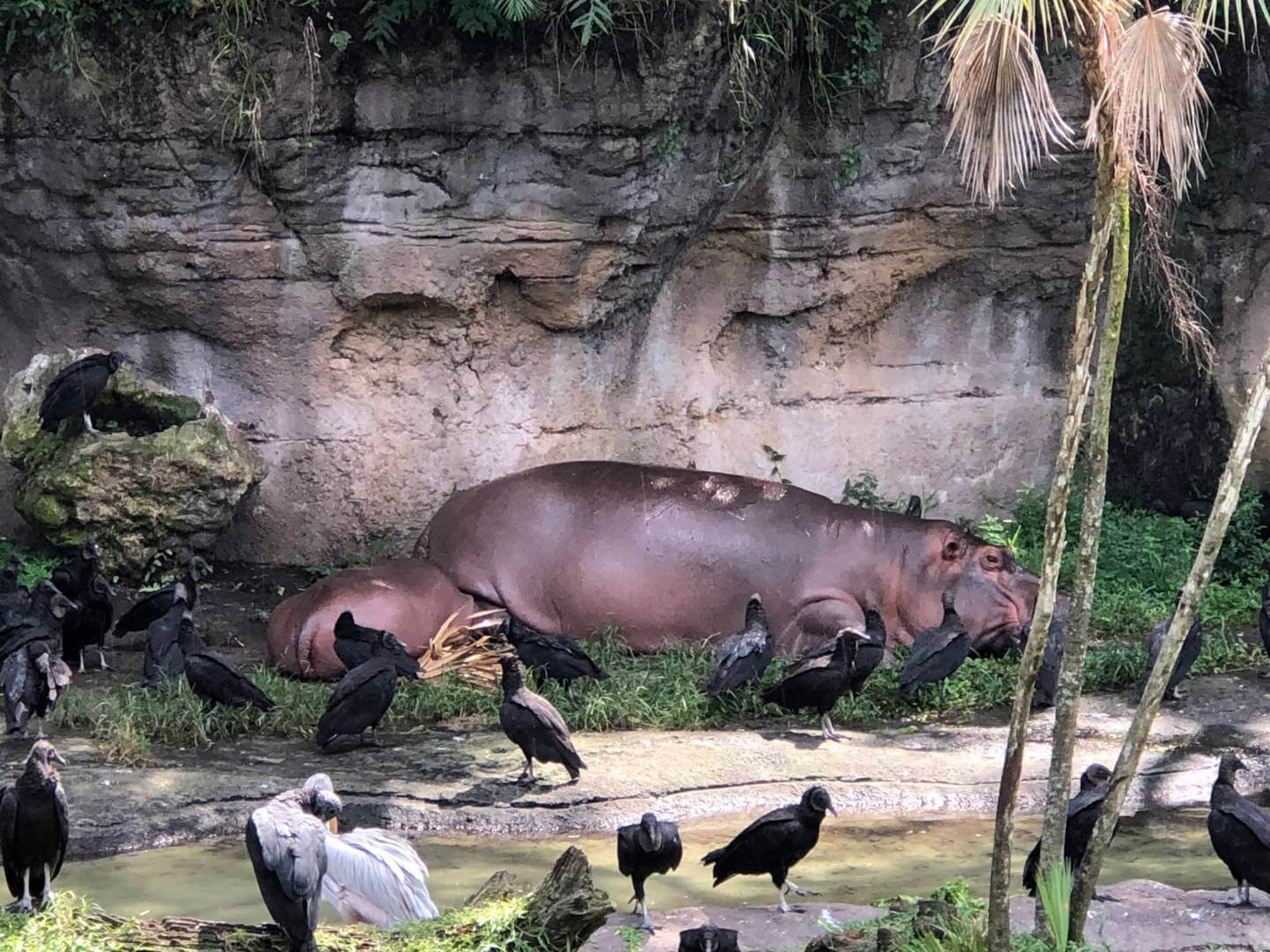 , Exploring Disney&#8217;s Animal Kingdom Kilimanjaro Safaris