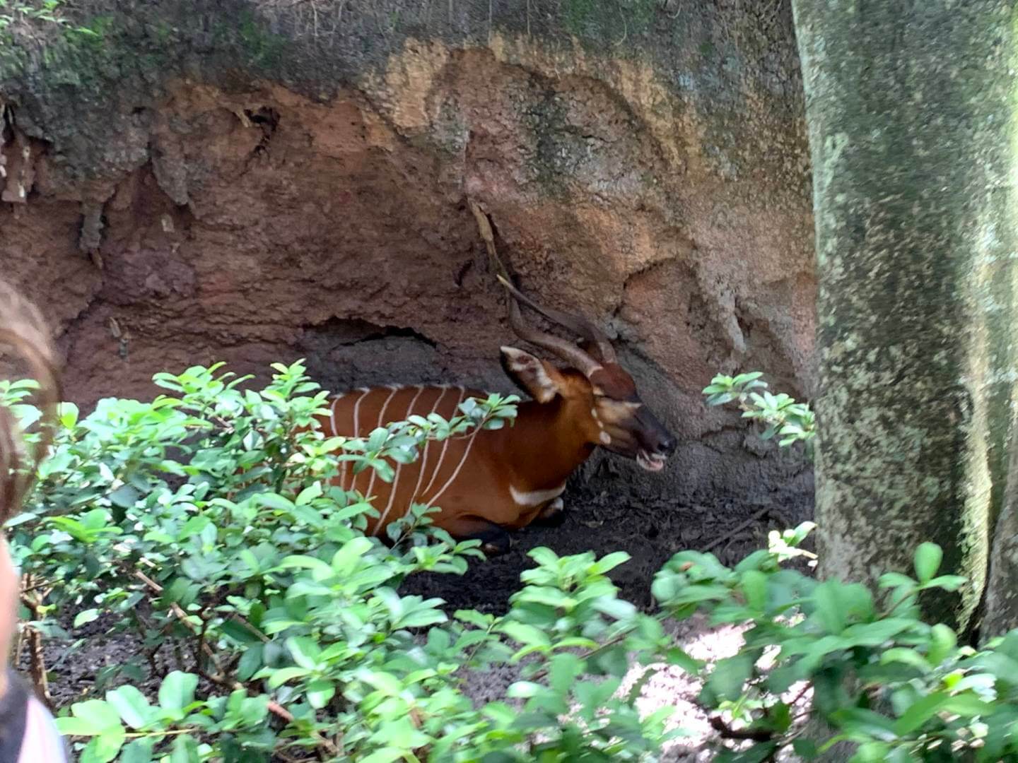 , Exploring Disney&#8217;s Animal Kingdom Kilimanjaro Safaris