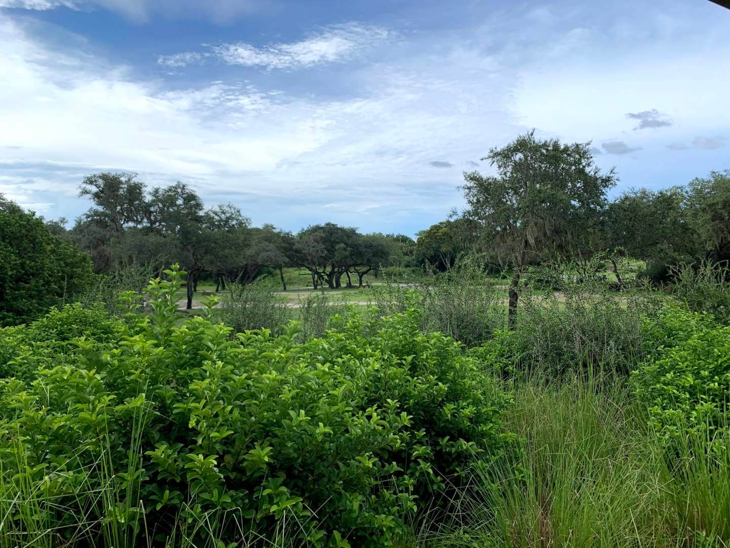 , Exploring Disney’s Animal Kingdom Kilimanjaro Safaris
