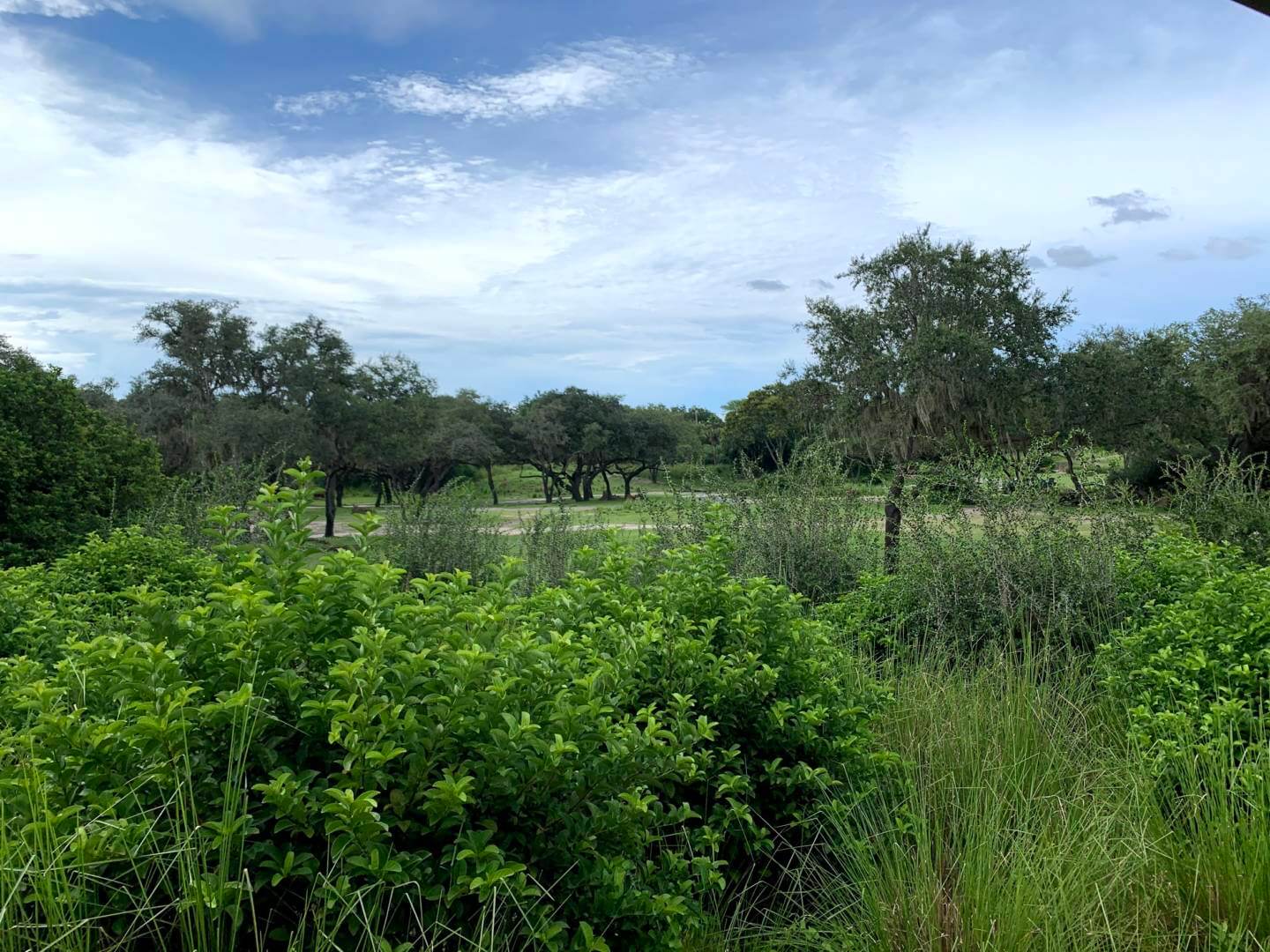 , Exploring Disney&#8217;s Animal Kingdom Kilimanjaro Safaris