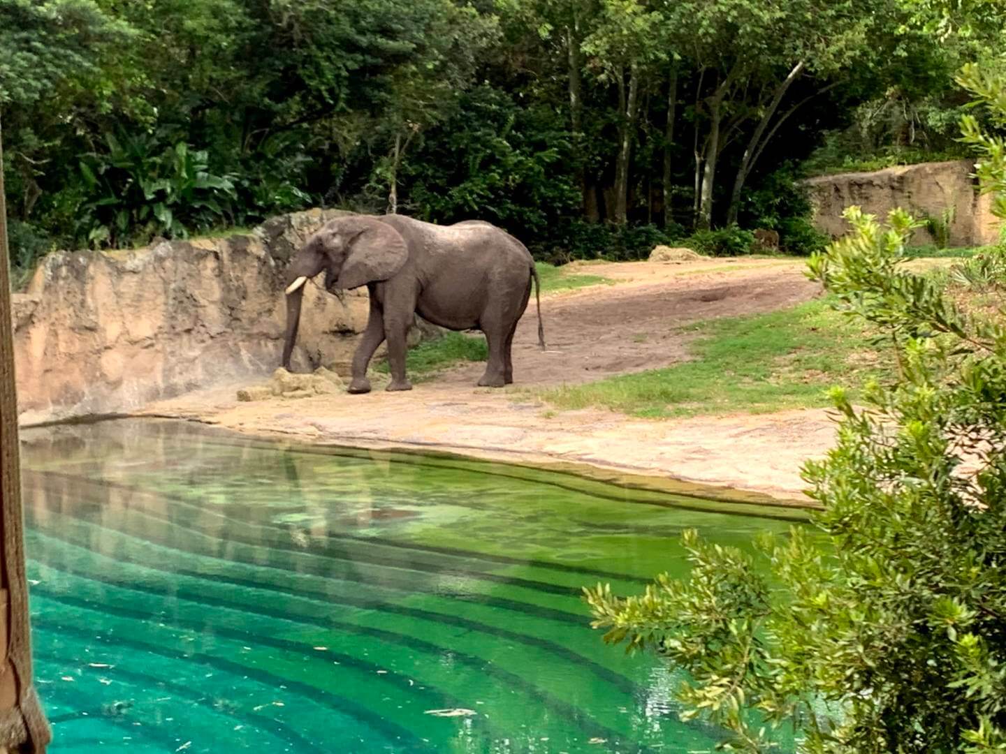 , Exploring Disney&#8217;s Animal Kingdom Kilimanjaro Safaris