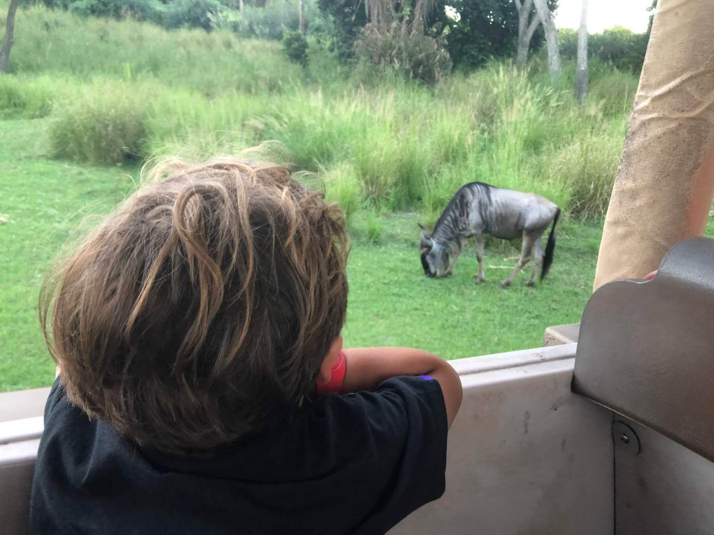 , Exploring Disney&#8217;s Animal Kingdom Kilimanjaro Safaris