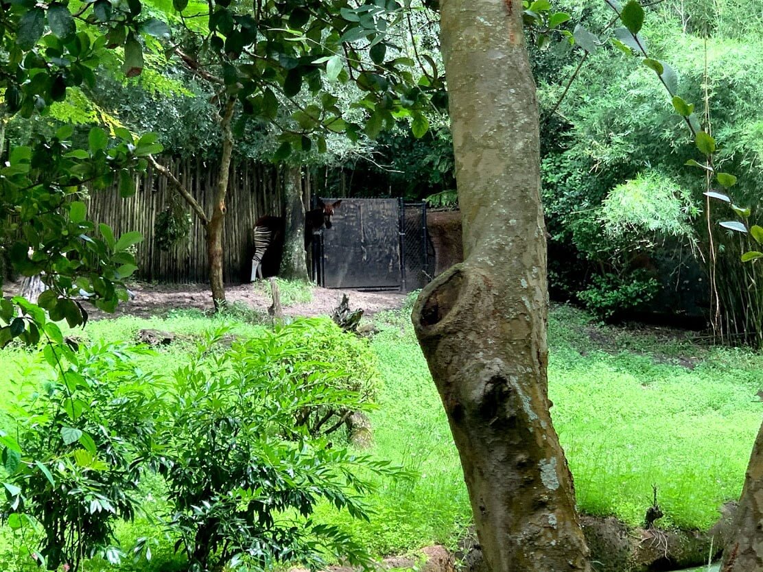 , Exploring Disney’s Animal Kingdom Kilimanjaro Safaris