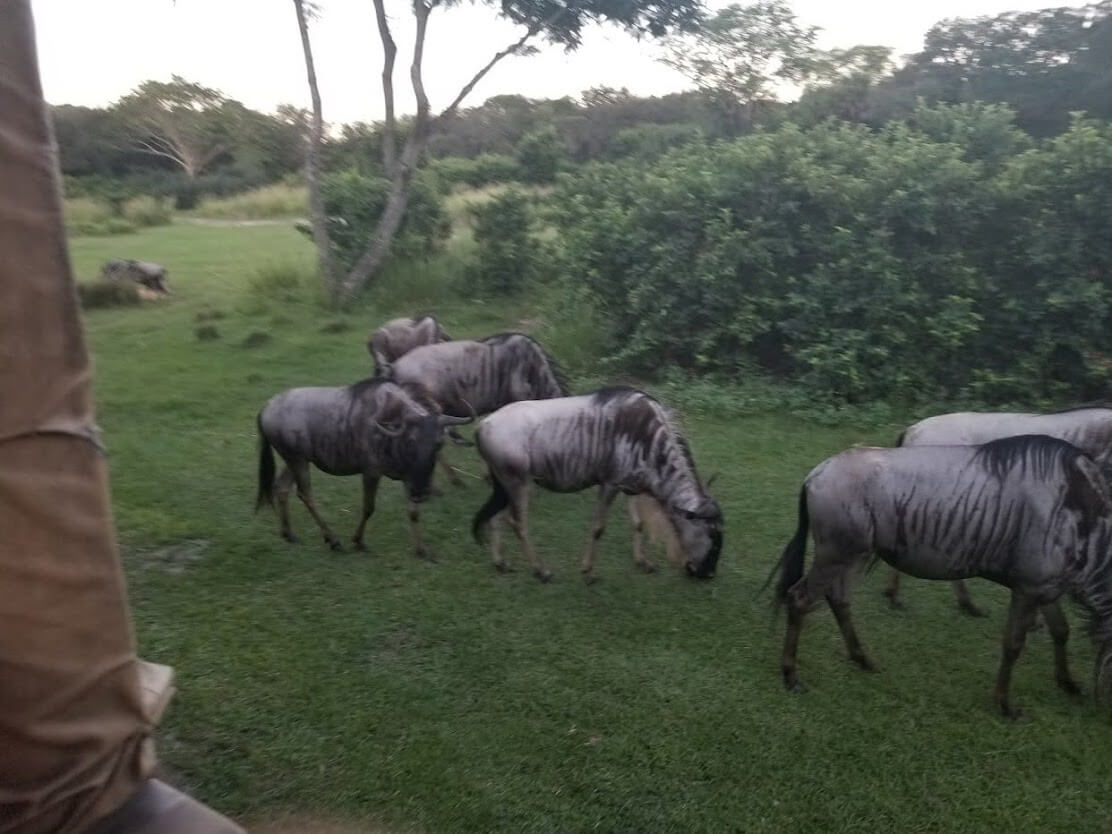 , Exploring Disney’s Animal Kingdom Kilimanjaro Safaris