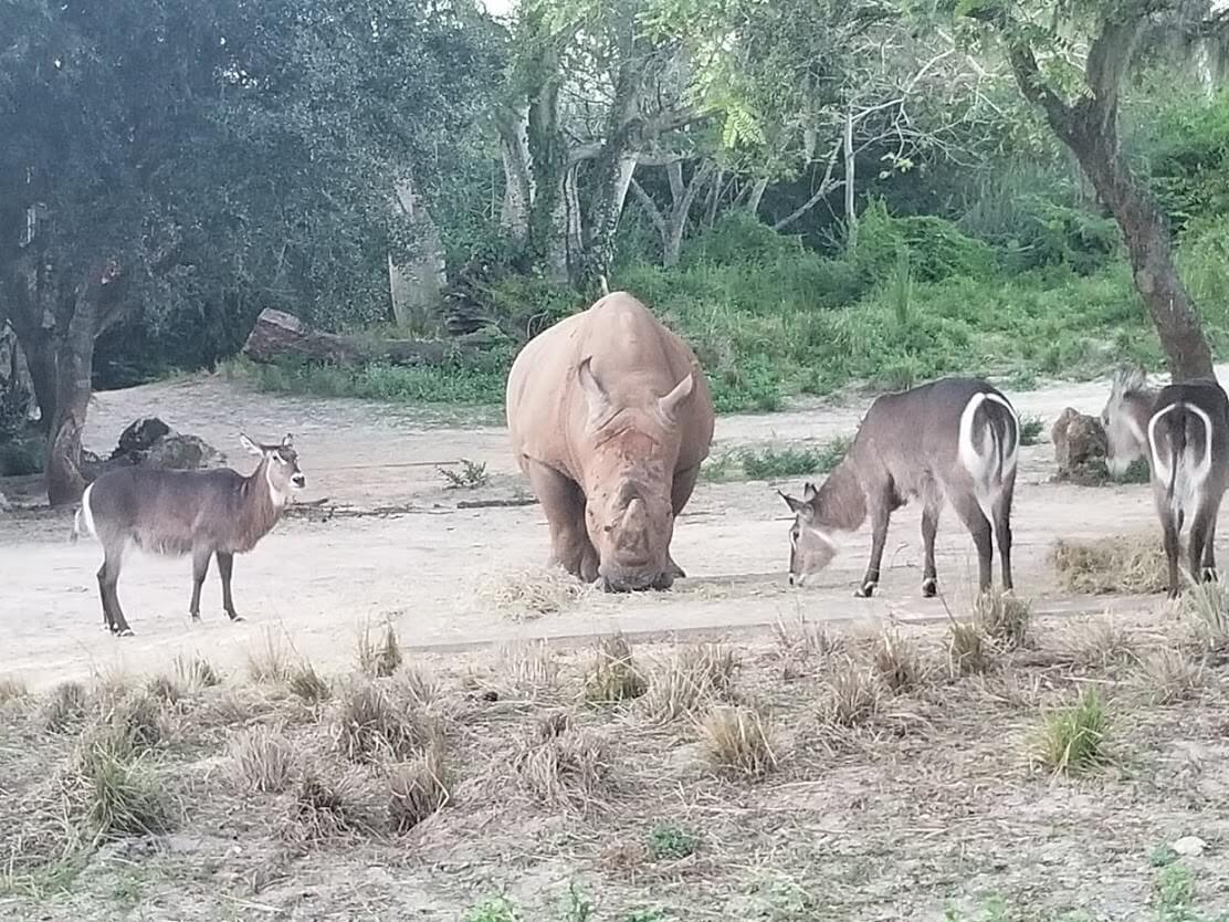 , Exploring Disney&#8217;s Animal Kingdom Kilimanjaro Safaris