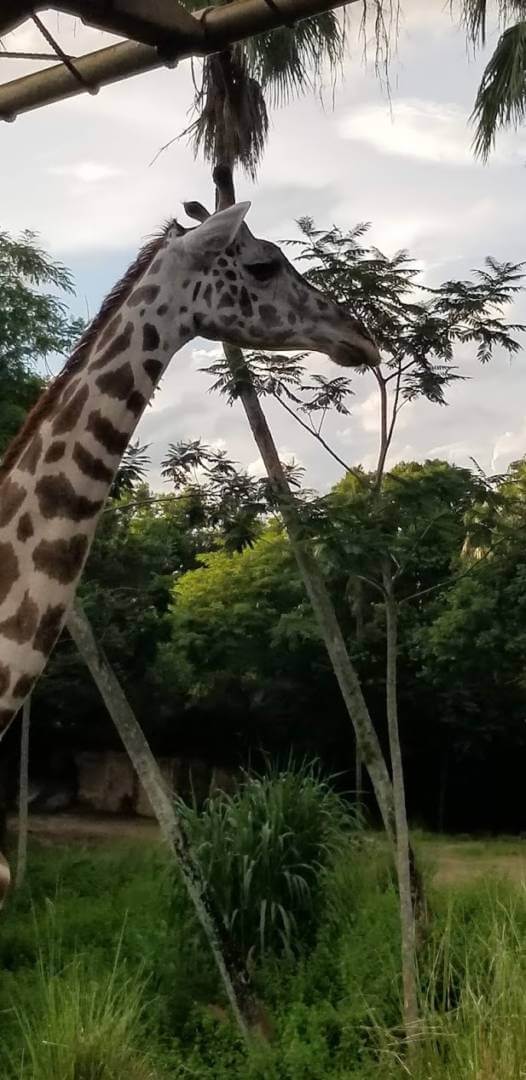 , Exploring Disney’s Animal Kingdom Kilimanjaro Safaris