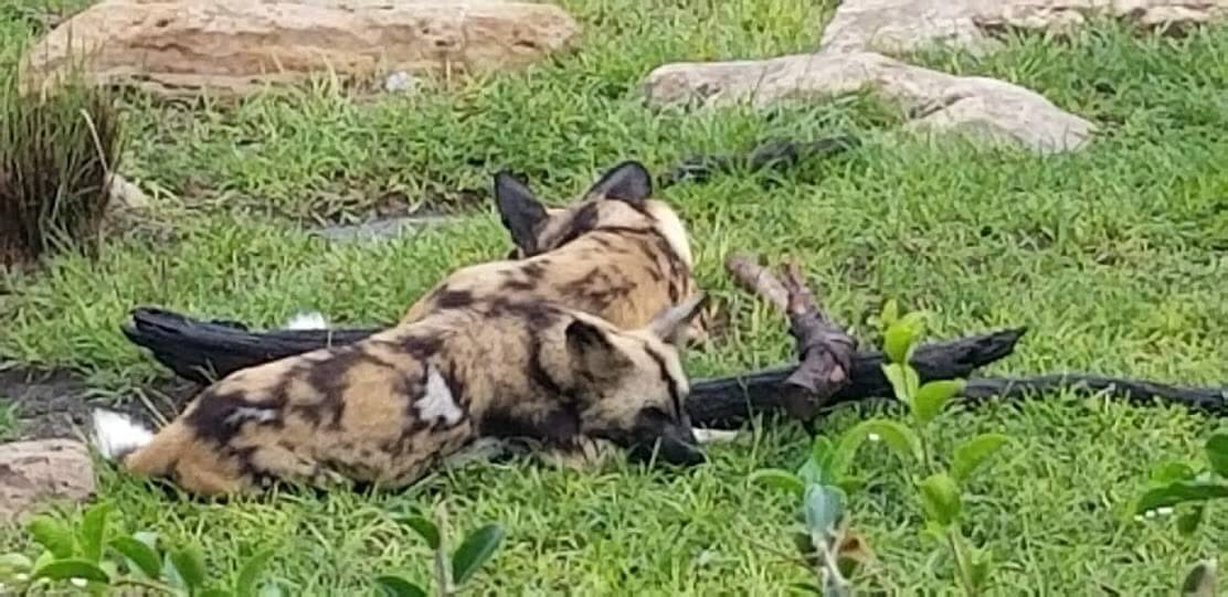 , Exploring Disney&#8217;s Animal Kingdom Kilimanjaro Safaris