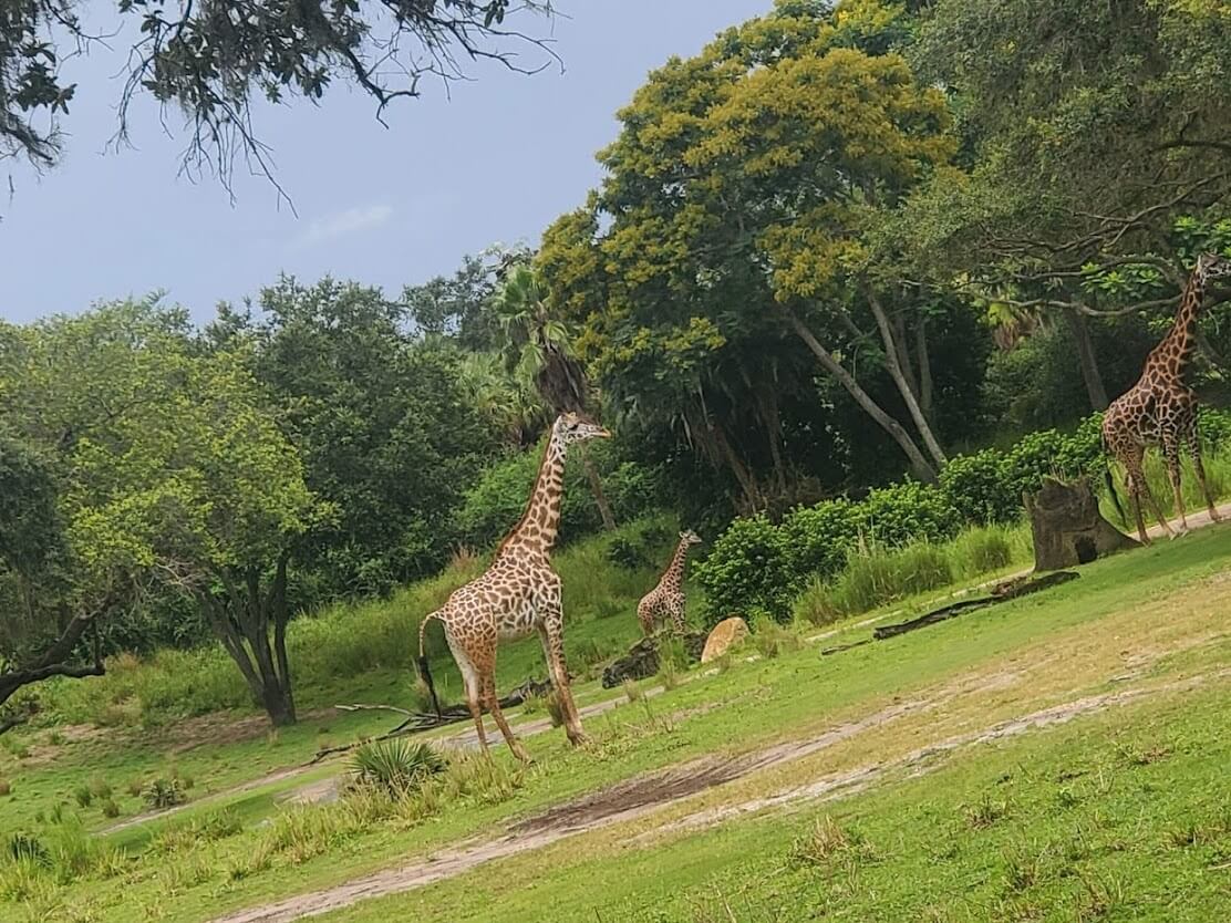 , Exploring Disney’s Animal Kingdom Kilimanjaro Safaris