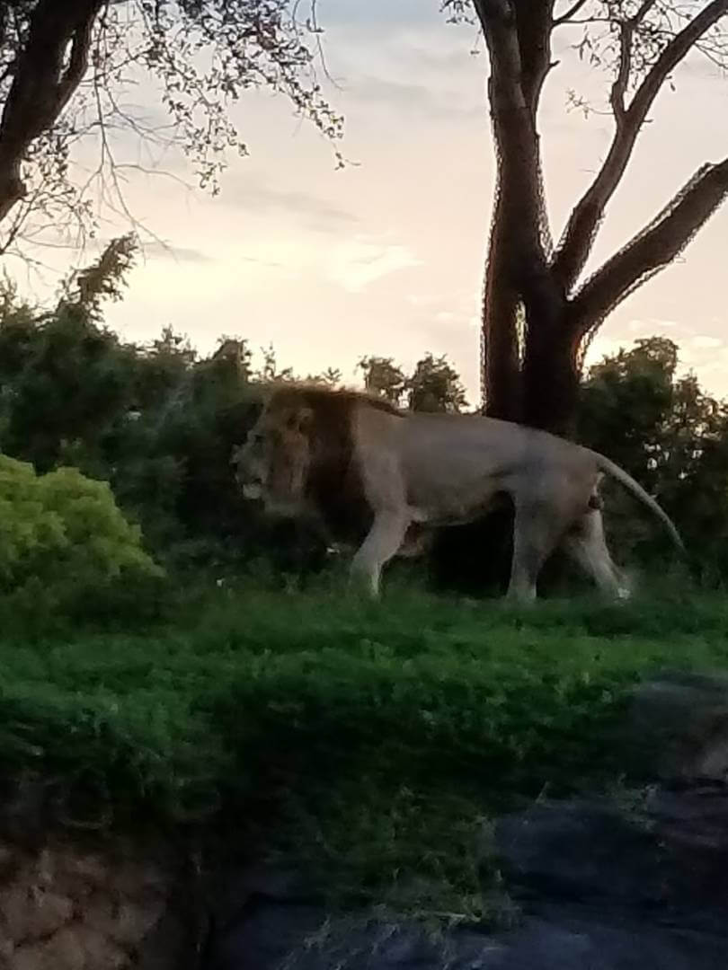 , Exploring Disney&#8217;s Animal Kingdom Kilimanjaro Safaris