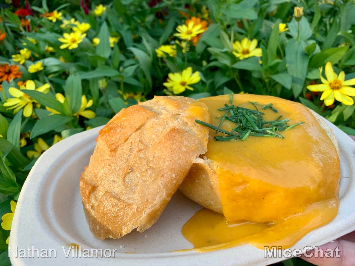 , Disneyland Update – A Tale of Wild Extremes