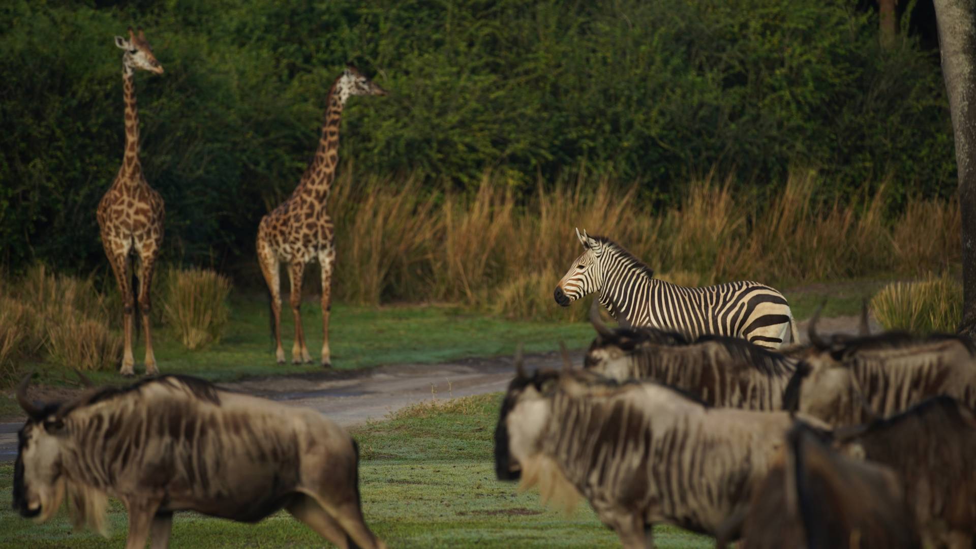 , Lions, and Tigers, and Sharks, Oh My! The Magic of Disney&#8217;s Animal Kingdom on Disney+