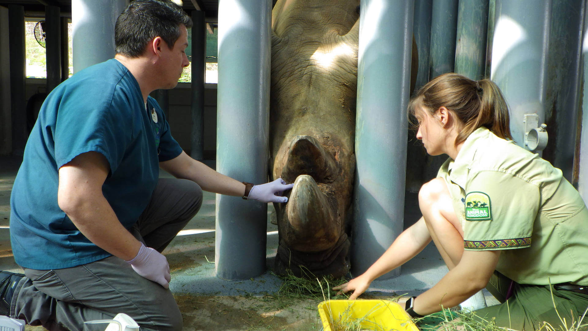 , Lions, and Tigers, and Sharks, Oh My! The Magic of Disney&#8217;s Animal Kingdom on Disney+