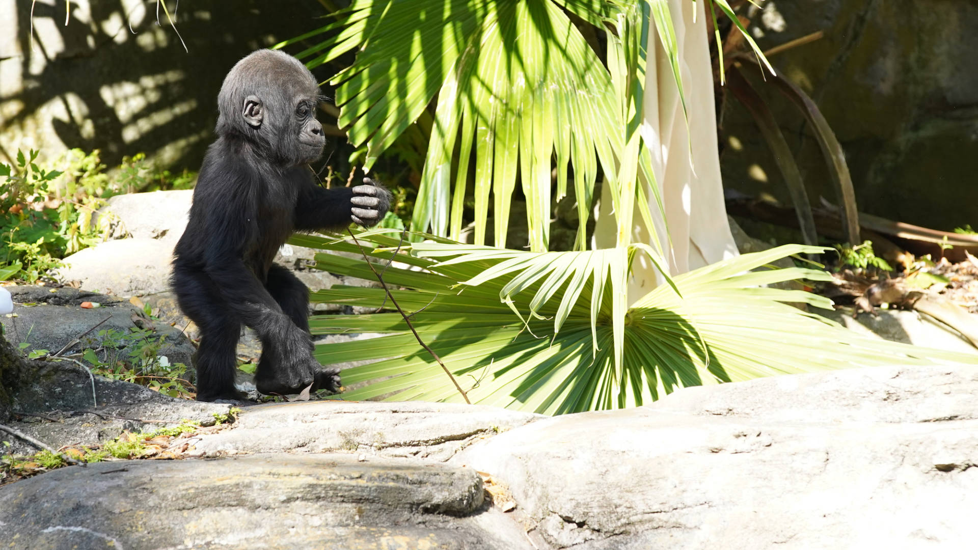 , Lions, and Tigers, and Sharks, Oh My! The Magic of Disney&#8217;s Animal Kingdom on Disney+