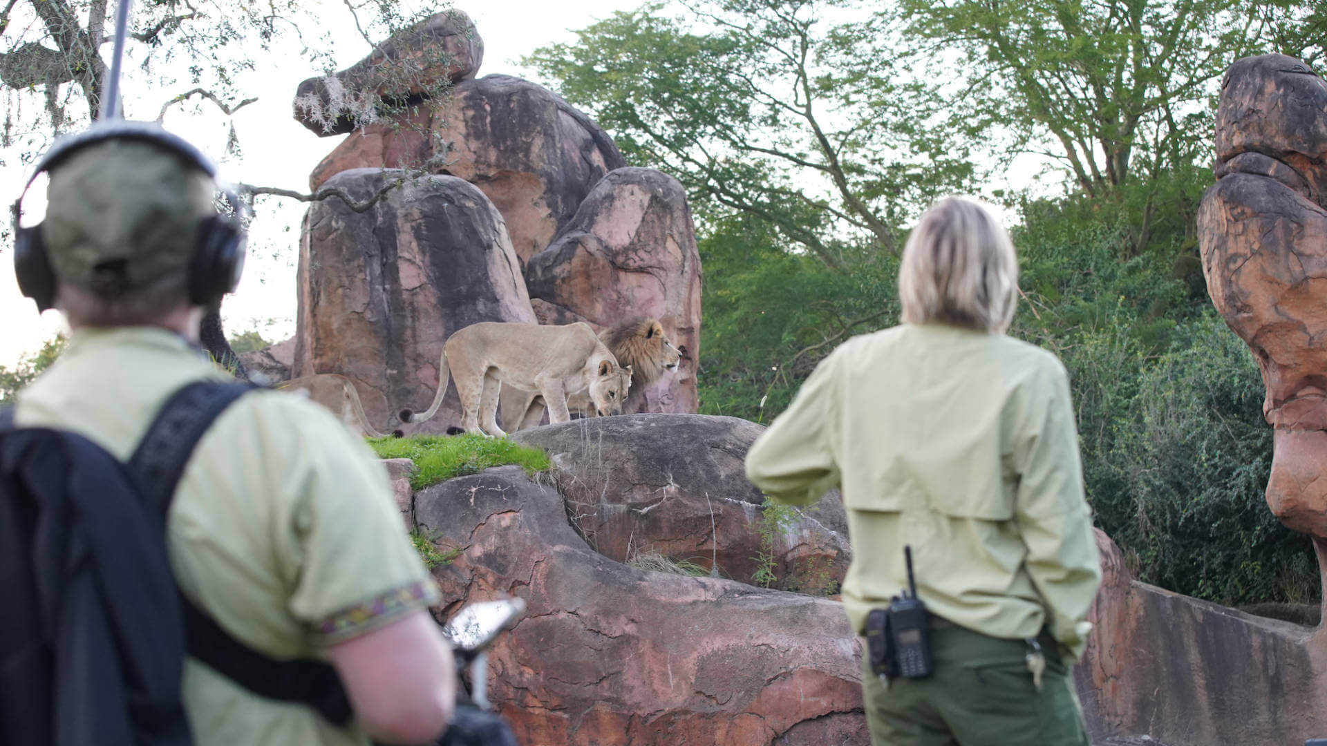 , Lions, and Tigers, and Sharks, Oh My! The Magic of Disney&#8217;s Animal Kingdom on Disney+