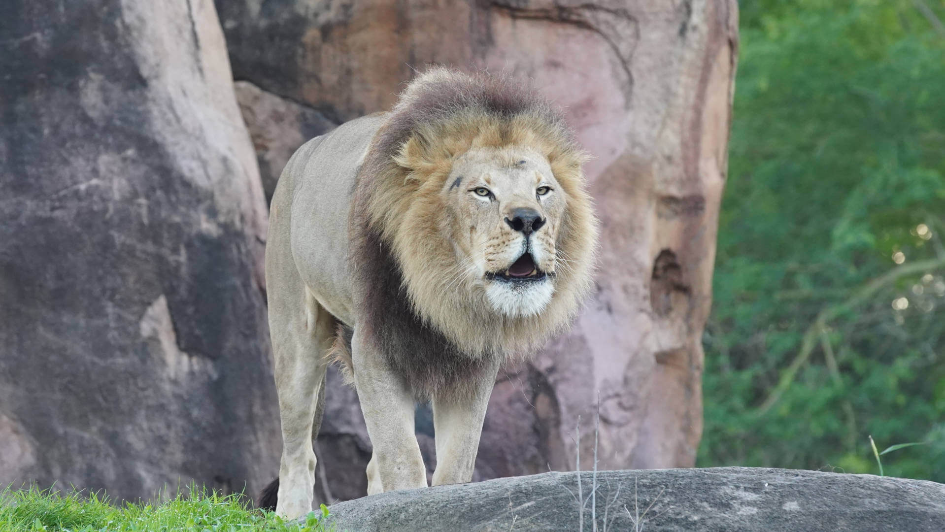 , Lions, and Tigers, and Sharks, Oh My! The Magic of Disney&#8217;s Animal Kingdom on Disney+