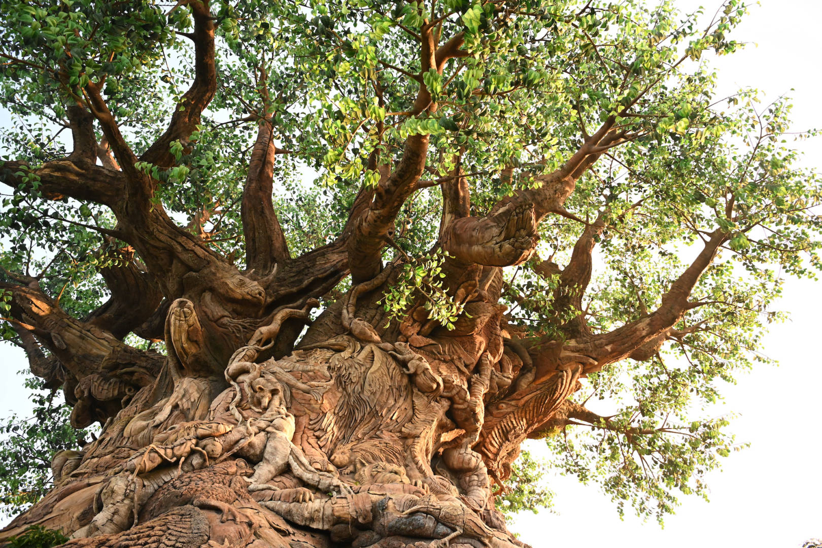 , Lions, and Tigers, and Sharks, Oh My! The Magic of Disney&#8217;s Animal Kingdom on Disney+