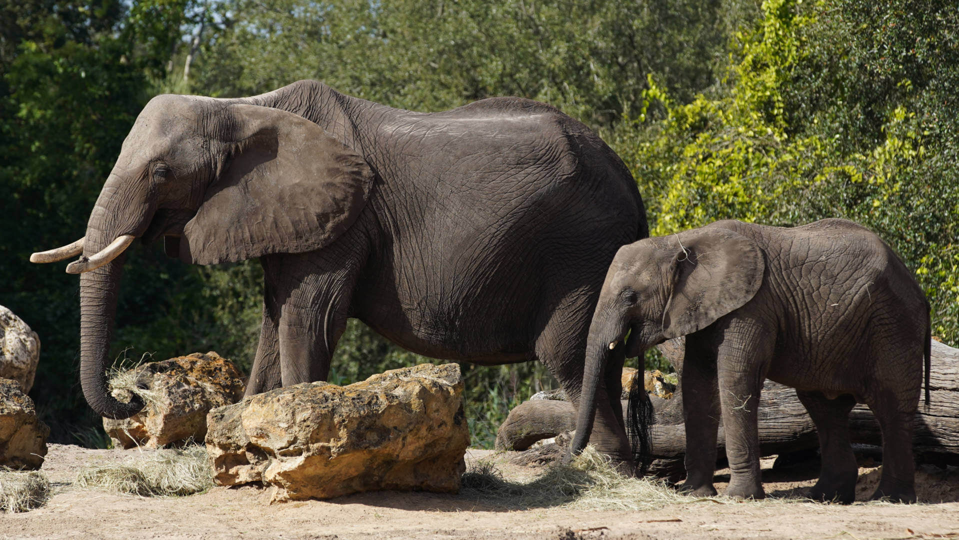 , Lions, and Tigers, and Sharks, Oh My! The Magic of Disney&#8217;s Animal Kingdom on Disney+