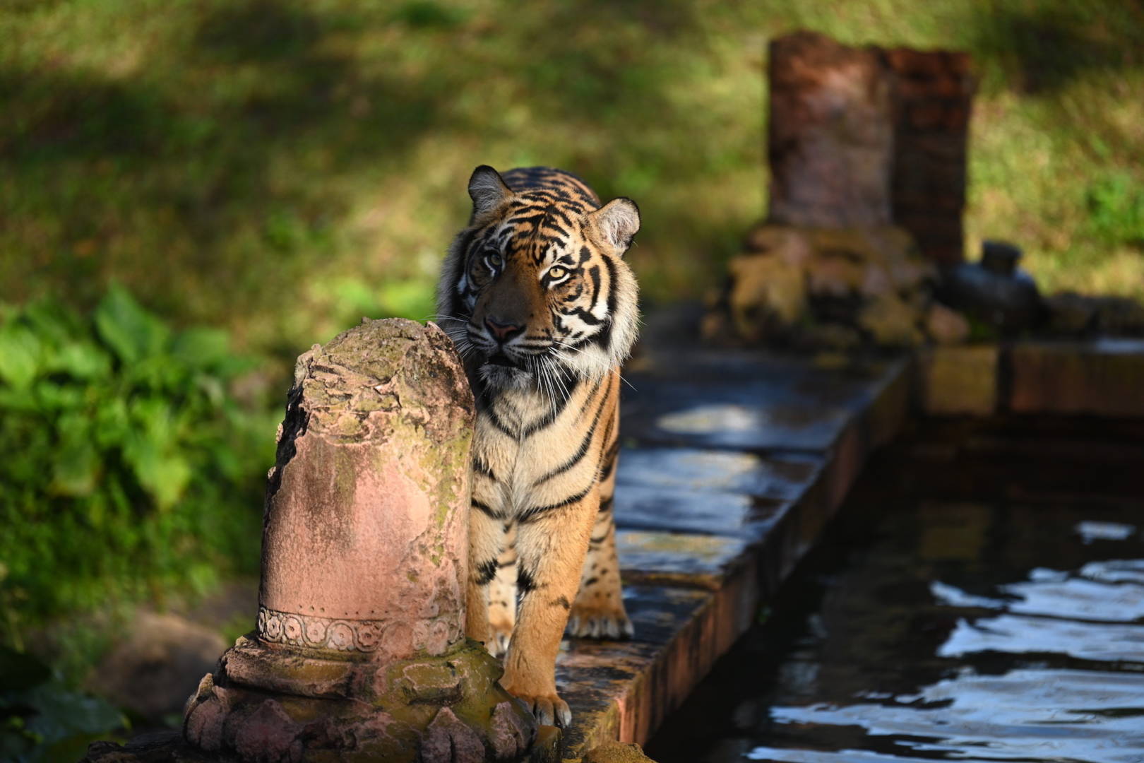 , Lions, and Tigers, and Sharks, Oh My! The Magic of Disney&#8217;s Animal Kingdom on Disney+