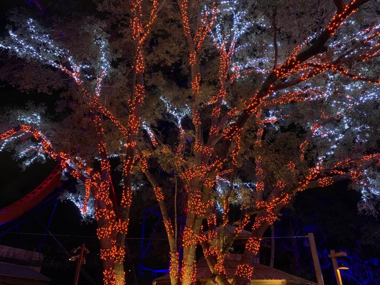 , Discover Holiday Magic at Busch Gardens Tampa’s Christmas Town