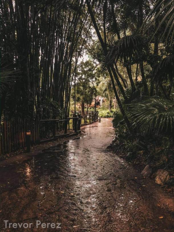 , Walt Disney World Update – Silver Linings and Increased Crowds Ahead