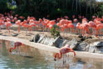 SeaWorld flamingos