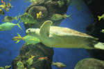 SeaWorld turtle reef MC