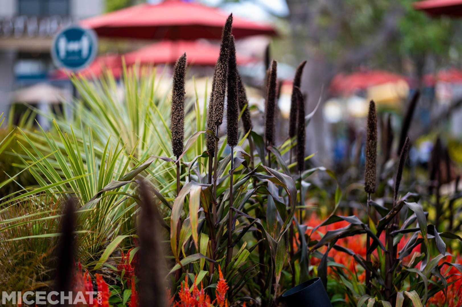 , Disneyland Update: Red Car, Christmas, and a Grand Reopening!