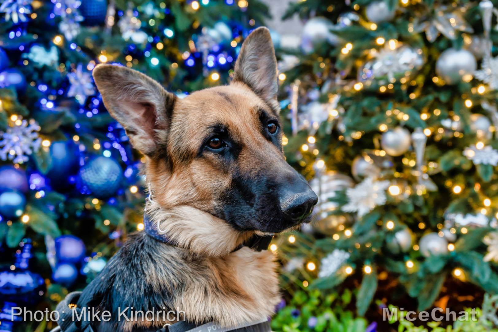 , Disneyland Resort Update – Holiday Twist and Avengers Surprise