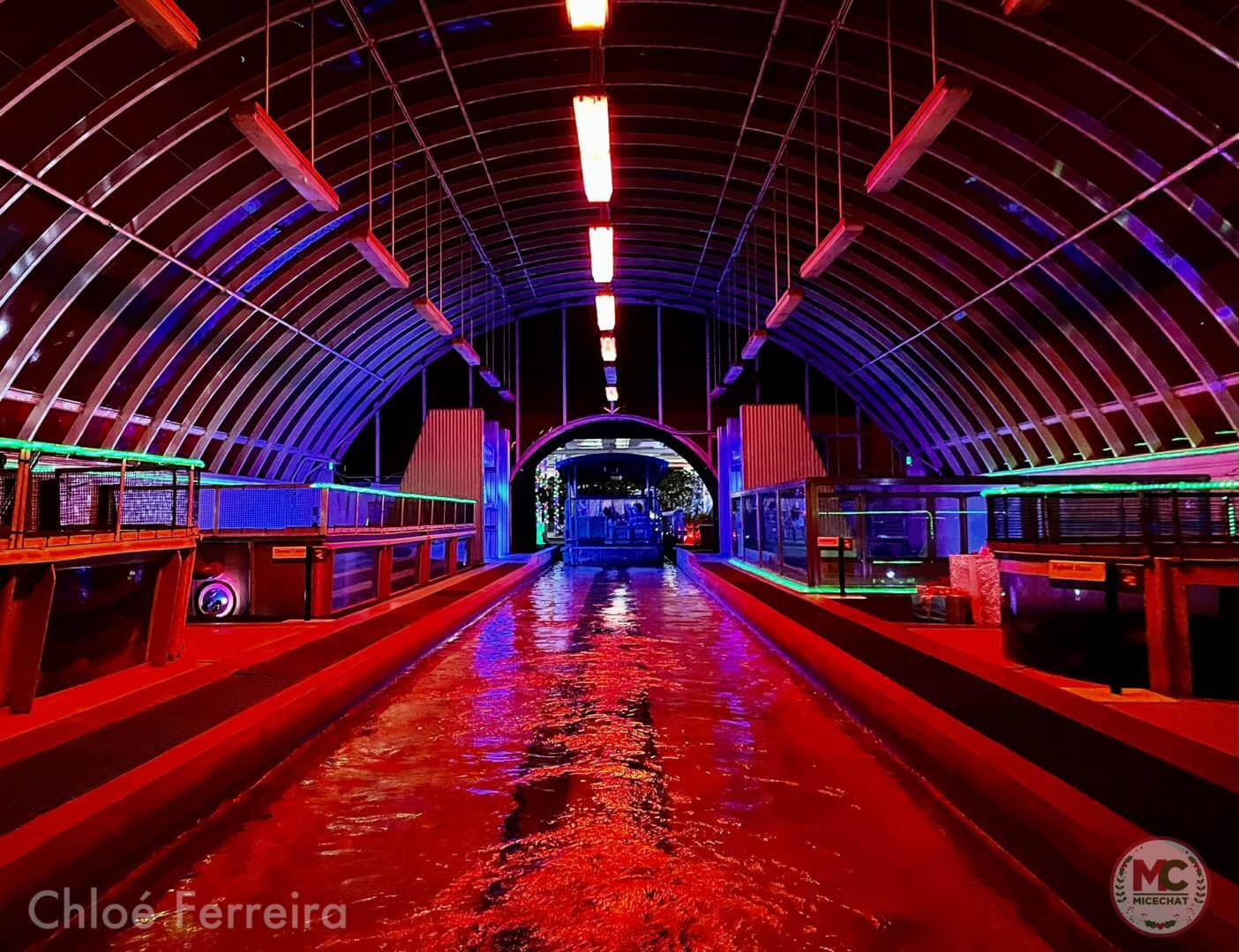 , Walt Disney World Update: Park Hop, Lights Pop, Cookie Stop