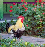 Rooster