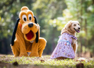 Your Favorite Disney Cats and Dogs Claw Their Way Into New Collection