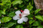 Aulani Hibiscus
