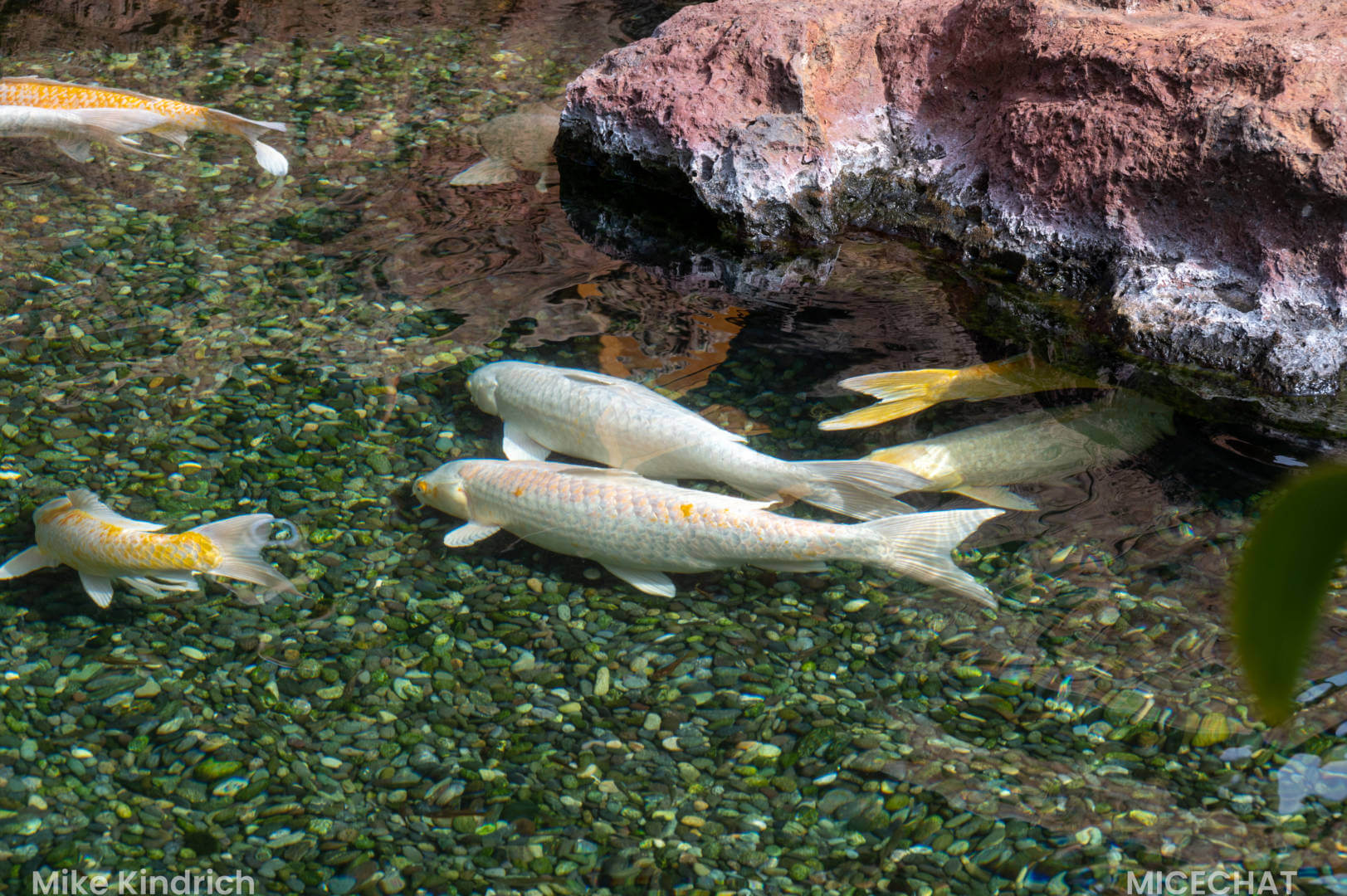 Aulani, Island Magic: Aulani Through the MiceShots Lens