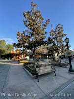 Disneyland-DCA-Entry-Plaza-2-micechat
