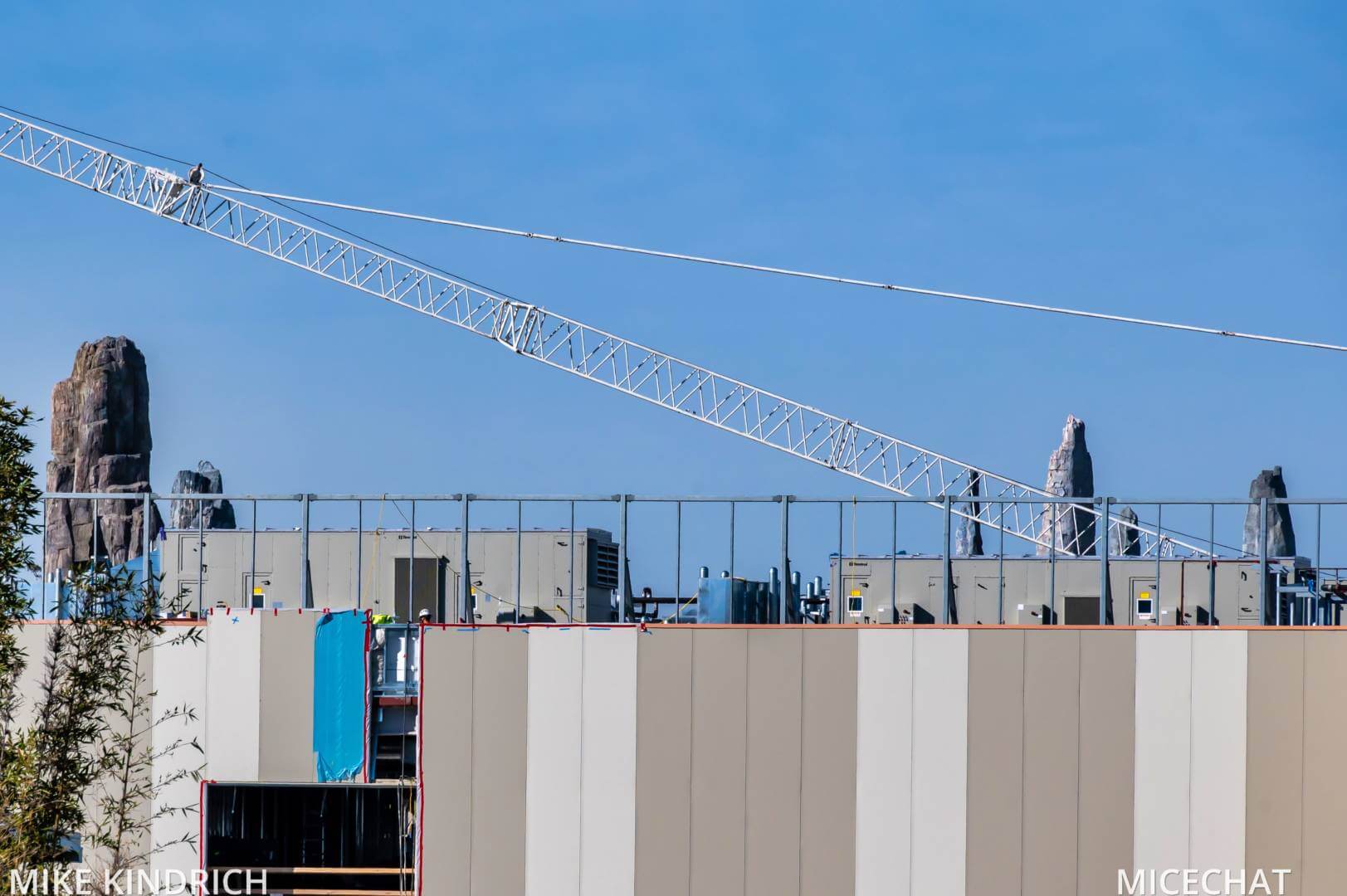 , Disneyland Update – Survey Says & Jungle News!