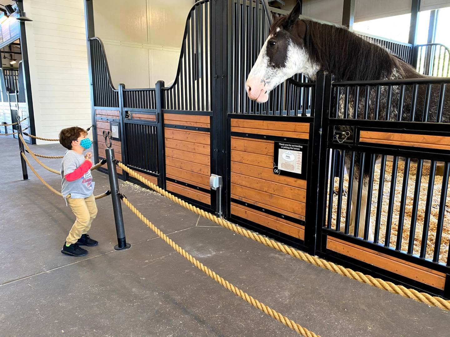 , Horsin’ Around at Walt Disney World’s Tri-Circle-D Ranch