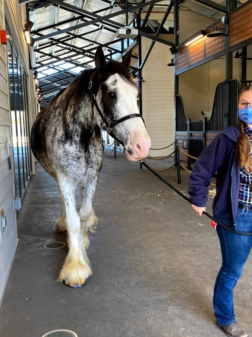 , Horsin&#8217; Around at Walt Disney World&#8217;s Tri-Circle-D Ranch