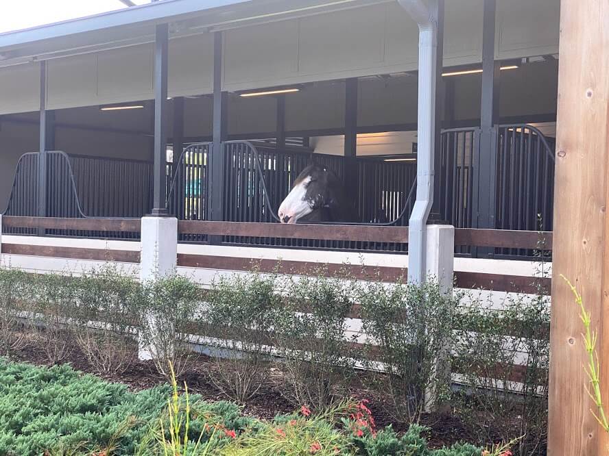 , Horsin’ Around at Walt Disney World’s Tri-Circle-D Ranch