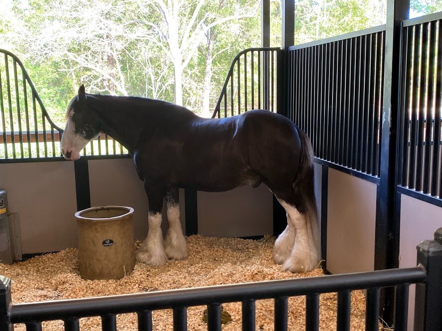 , Horsin&#8217; Around at Walt Disney World&#8217;s Tri-Circle-D Ranch