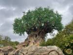 Photo_18Disneys-Animal-Kingdom-DAK-WDW