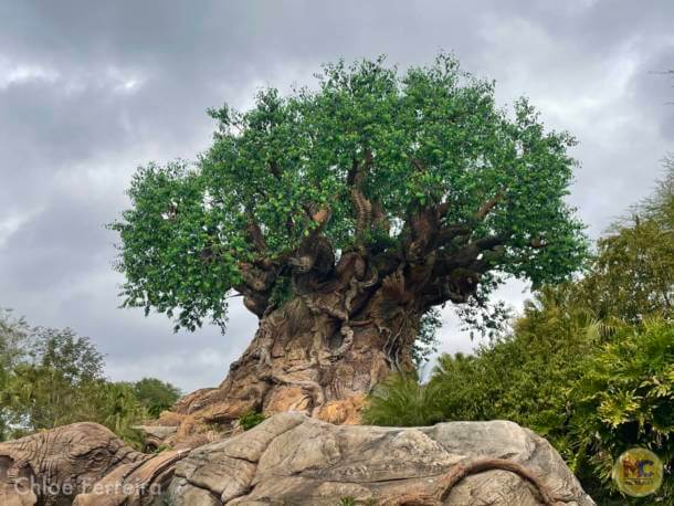 , Walt Disney World Update – Jungle Update, Blizzard Return, and Rat Watch!